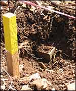 AP mine in Middle East, photo by Tony Thompson