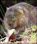 Water vole BBC