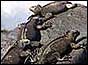 Iguanas on a rock