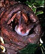 Brown long-eared bat Hugh Clark/BCT