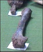 Bones found at the site of the Newport ship