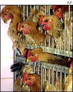 Chickens awaiting slaughter, 2001