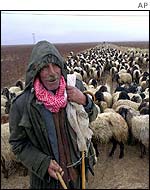 Turkish sheep farmer at Cizre, near the Iraq border