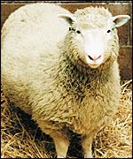 Dolly the sheep