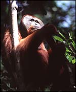 Orangutan