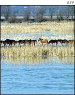 Horses are stranded as Poland's Warta river overflows