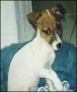 Crystal was from a puppy farm