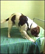 A prison dog searches for drugs