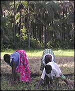 Working in a rice field in Casamance 
