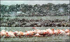 A group of flamingos feed in a lake near Palavas-les-Flots, southern France