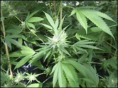 cannabis plant