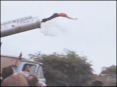 Mary Connors being shot out of cannon