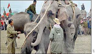 An experienced elephant demonstrates how their wild cousins are captured