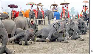 Elephants bend and squat to cross a low tape