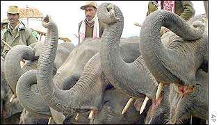 Elephants raise the trunks in a collective greeting