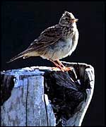 Skylark on treestump RSPB