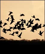 Geese - image supplied by Chirs Gomersall