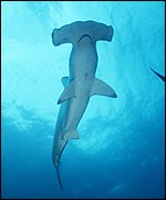 Scalloped hammerhead shark Philip Colla/OceanLight.com