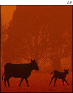 Cow and calf shrouded by smog in the Victorian Alps