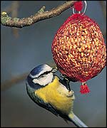 Blue tit