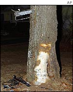 The tree that Billy Joel crashed into