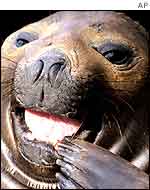 Seal