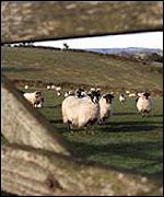 Dartmoor flock of sheep