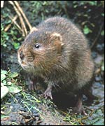 Water vole, English Nature