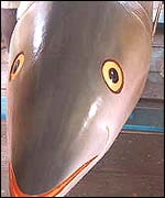 Coffin in the shape of a barracuda fish