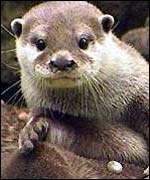 otter