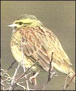 The cirl bunting