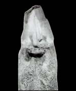 Ichthyosaur tooth with cavity