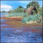 Red water fern, Geoffrey Howard/IUCN