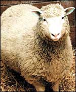 Dolly the Sheep