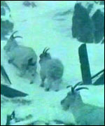 Mountain goats near Llanberis