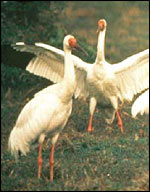 Crane, Archibald/International Crane Foundation