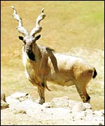 Markhor goat, Huffman/ultimateungulate.com 