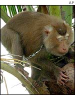 Macaque monkey