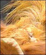 Neglect to abandoned horse