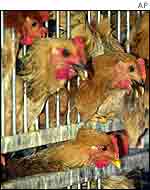 Chickens awaiting slaughter in Hong Kong during an outbreak of bird flu