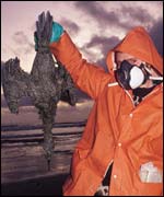 Oiled seabird. Picture courtesy of RSPB