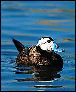 White-headed duck Dr Tony Martin