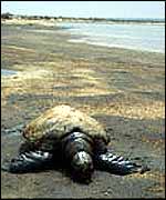 Dead green turtle M Gray