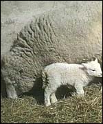 Dolly and her baby Bonnie