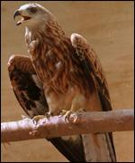 A red kite on a perch