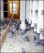 World Pigeon Centre