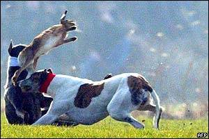 Dogs chase a hare at the start of the Waterloo Cup