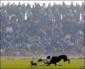 Waterloo Cup at Altcar in Lancashire