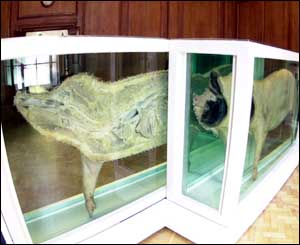 Damien Hirst's This Little Piggy Went To Market, This Little Piggy Stayed At Home from 1996