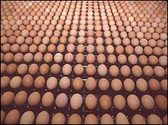 Eggs on production line